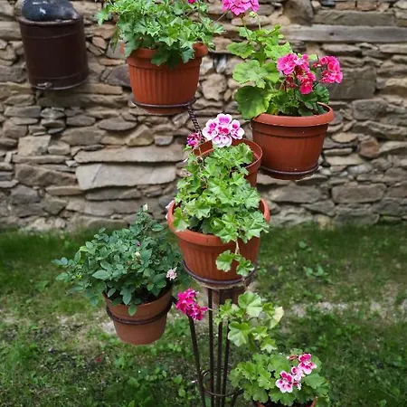 Pensión тодорината къща 3*